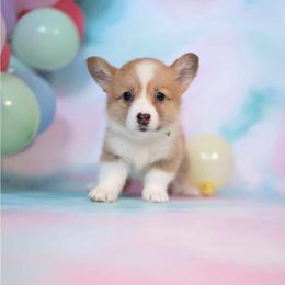 American Corgi and Pembroke Welsh Corgi Puppies from Constellation Corgi