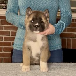 Noel- Girl 3 - Brown female Akita puppy in Coopersburg, Pennsylvania from Main Street Akitas