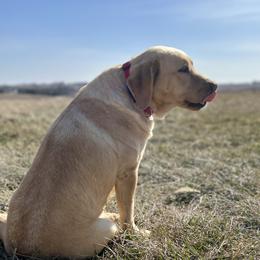 Dixie - Labrador Retriever