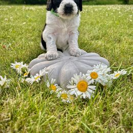 Goldendoodle Puppies from Daisys Doods