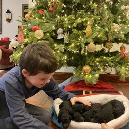 Poodle Puppies from D and D Standard Poodles