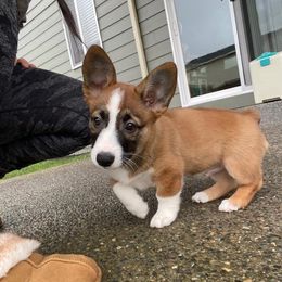Cocker Spaniel and Pembroke Welsh Corgi Puppies from Sunflower Farms