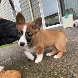 Cocker Spaniel and Pembroke Welsh Corgi Puppies from Sunflower Farms