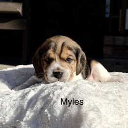 Myles - Black tan and white male Beagle puppy in Mansfield, Missouri from Rippee Creek Kennel