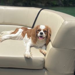 Sophia - Cavalier King Charles Spaniel