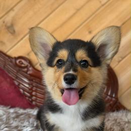 Hershey - Black and tan female Pembroke Welsh Corgi puppy in Washington from Castle View Royal Rumps