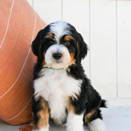 Bentley - Tri-color male Bernedoodle puppy in Tucson, Arizona from Sun Valley Goldendoodles