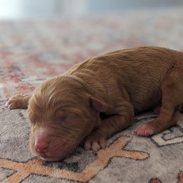 Blue collar - Red male Companion Cross puppy in Tom's Brook, Virginia from rising sun duck tollers
