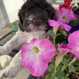 Lagotto Romagnolo Puppies from Anna’s Lagottos