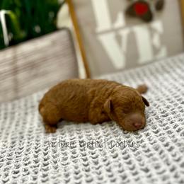 Pink Collar - Red female Cavapoo puppy in St George, Utah from Picture Perfect Doodles