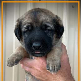 Orange - Fawn male Anatolian Shepherd Dog puppy in Clark, Wyoming from Fyne Acres