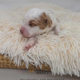 Joe - Parti male Goldendoodle puppy in New Harmony, Indiana from Cottonwood Farms