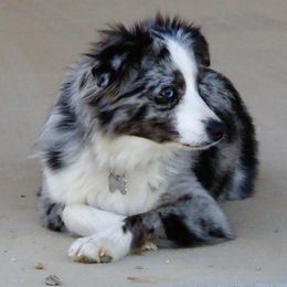 Cheytac - Toy Australian Shepherd