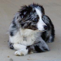 Cheytac - Toy Australian Shepherd