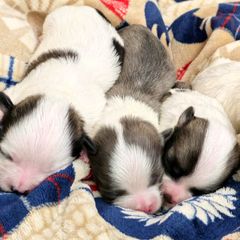 Australian Shepherd and Shichon Puppies from Robertson's Dream Ranch Aussies & Teddy's