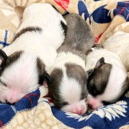 Australian Shepherd and Shichon Puppies from Robertson's Dream Ranch Aussies & Teddy's