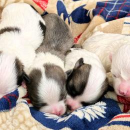 Australian Shepherd and Shichon Puppies from Robertson's Dream Ranch Aussies & Teddy's