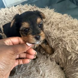 Lady (purple collar) - Black and tan female Yorkshire Terrier puppy in Selden, New York from Alisha's Yorkshire Terriers