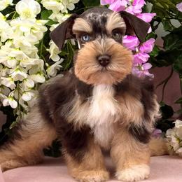 Max - Miniature Schnauzer