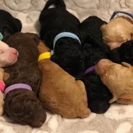 Goldendoodles from Drew’s Doodles