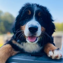 Bernese Mountain Dog puppies from Rooted Branch Farm