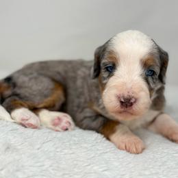 Encore - Blue merle male Bernedoodle puppy in Fleming, Colorado from Vandenbark Doodles