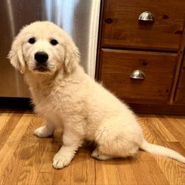 Lavender - Cream girl - Light golden female Golden Retriever puppy in Spanaway, Washington from 11 Oaks Kennels