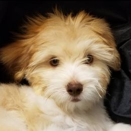 Havanese and Sheepadoodles from Mountain Dream Acres
