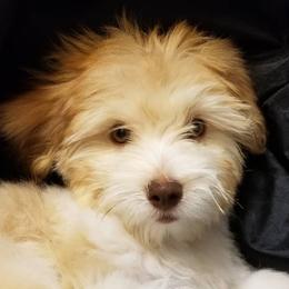 Havanese and Sheepadoodles from Mountain Dream Acres