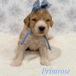 Primrose - Cream female Goldendoodle puppy in Dallas County, Texas from Dream A Little Doodle