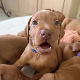 Vizsla puppies from George's Vizslas