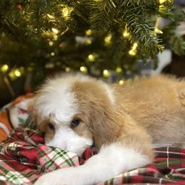 Ornament Balls RED PARTI (was Oogie Boogie) - Red male Bernedoodle puppy in Lookout, California from Remington Kennels, LLC