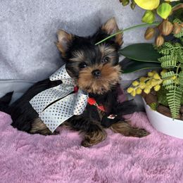 Kyle - Blue and gold male Yorkshire Terrier puppy in California from Yorkie & Maltese Royalty