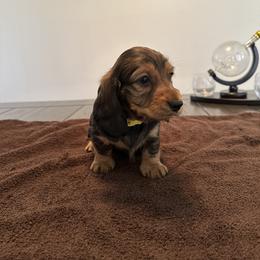 Dachshund Puppies from Lily’s Mini Dachshunds