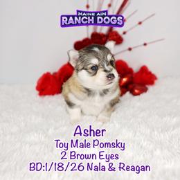 Asher - Wolf sable male Pomsky puppy in Humeston, Iowa from M.A.R. Dogs