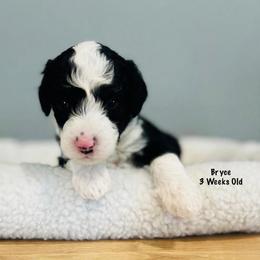 Bryce- Female Reservation 3 - Black and white female Sheepadoodle puppy in Spokane, Washington from Downriver Doodles