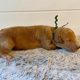Army Green Collar Boy - Red male Bernedoodle puppy in San Augustine, Texas from Vintage Doodles