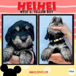 Hei Hey (Yellow) - male Golden Mountain Doodle puppy in Boiling Springs, South Carolina from OlliePups, LLC