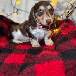 Damon - Piebald male Dachshund puppy in Ceres, California from Rockin' M’s LilBitty Dachshunds (LBD)