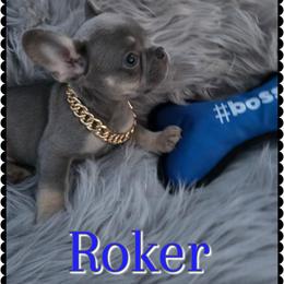 Roker - Tricolors male French Bulldog puppy in Griffin, Georgia from Hazel Sky Kennel