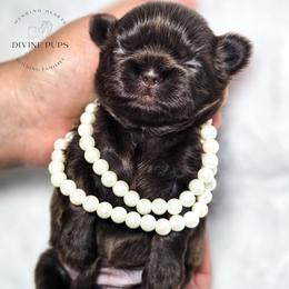 Dori - Liver female Shih Tzu puppy in League City, Texas from Divine Pups