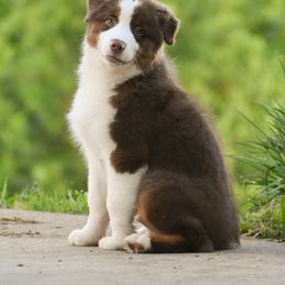 Australian Shepherd Puppies from Davishire Australian Shepherds