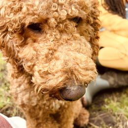 Goldendoodles from Marvel Doodles