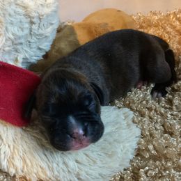 Boxer Puppies from Venician Boxers