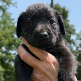 America - Black female Labrador Retriever puppy in Rockville, Indiana from Point to Point West