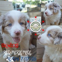 Marshmallow ASDR - Red merle male Australian Shepherd puppy in Johnson City, Tennessee from St. Isidore's Australian Shepherds