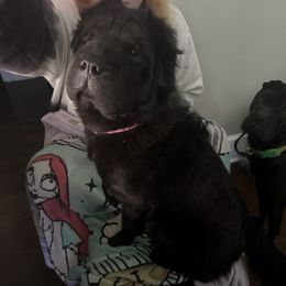 Oreo - Chinese Shar-Pei