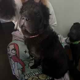 Oreo - Chinese Shar-Pei