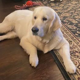 Major - Golden Retriever
