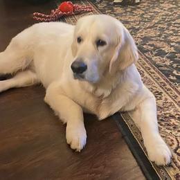 Major - Golden Retriever